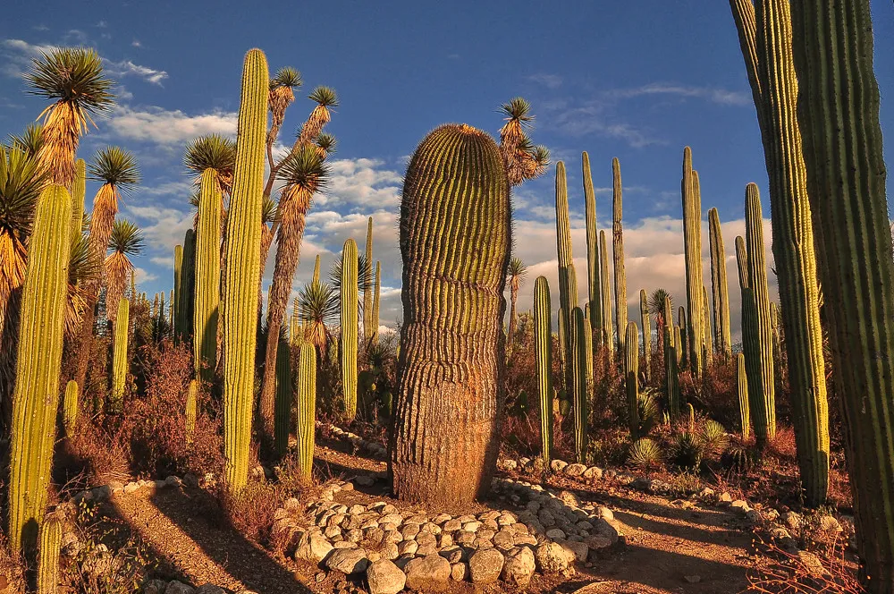 fosiles_tehuacan_puebla